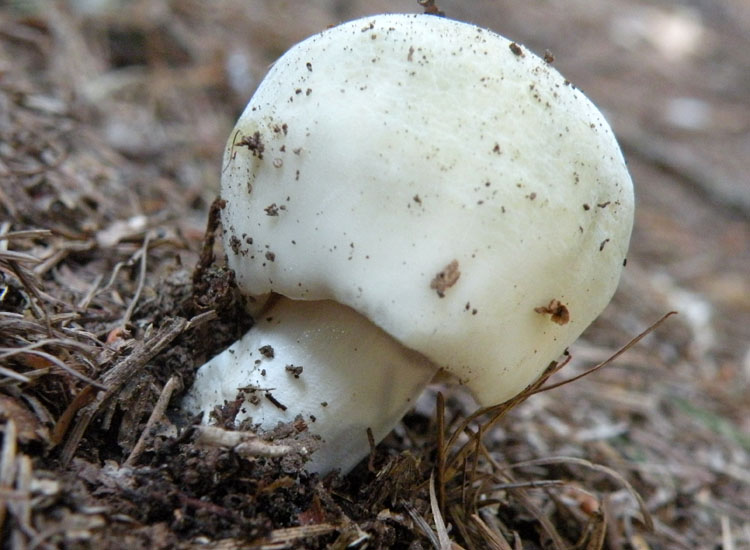 Dal Trentino: Tricholoma pardinum ?
